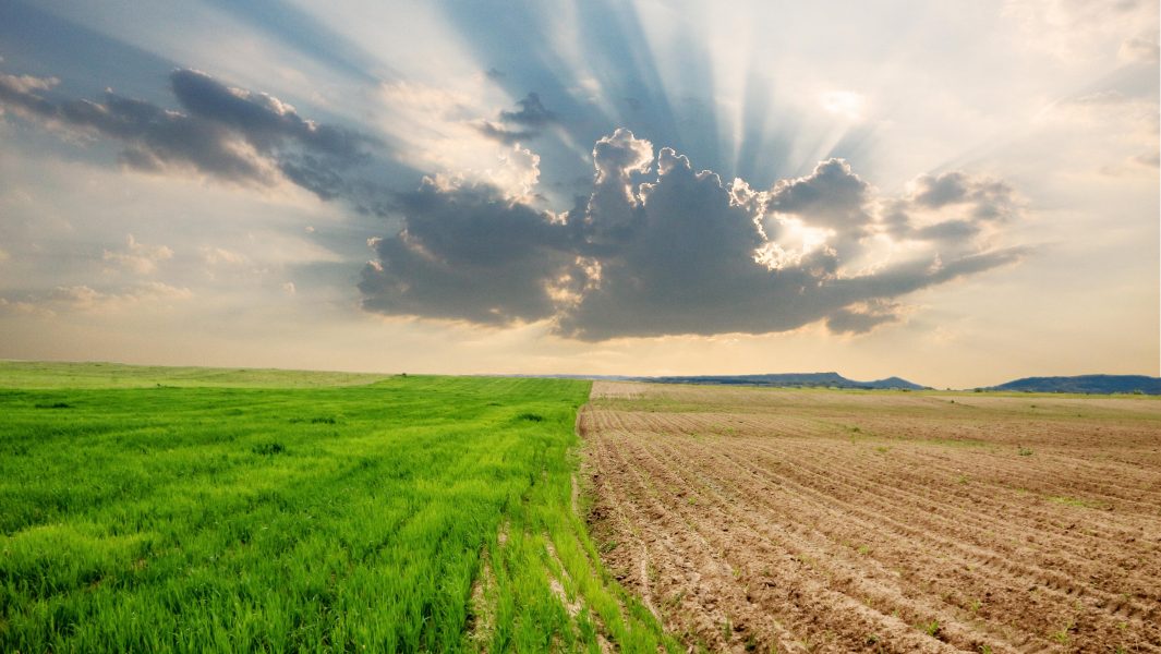 Cambiamenti climatici e insetti infestanti