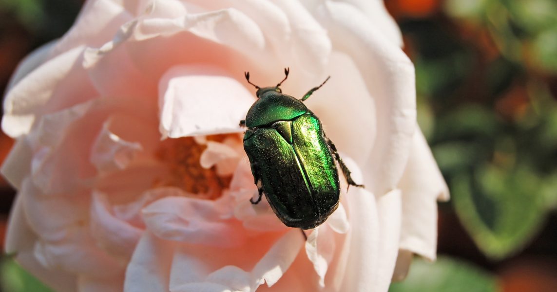 Il prezioso contributo della cetonia all’evoluzione della flora